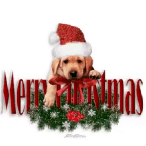 31 Funny Merry Christmas Dog Memes 2022 Quotesprojectcom