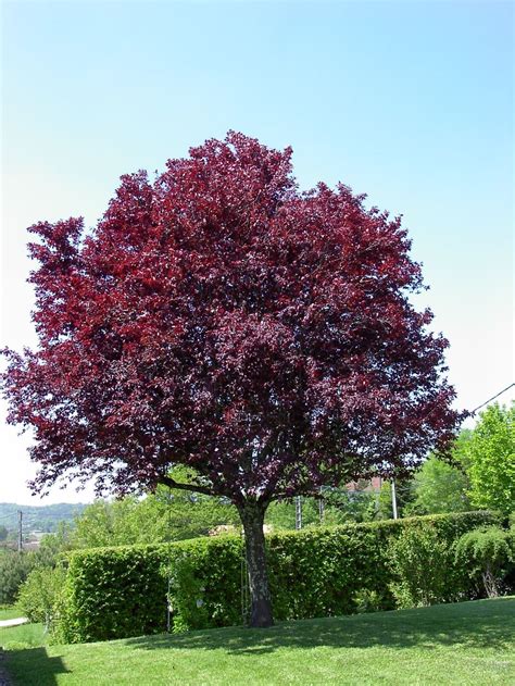 If you're feeling creative, make. Prunus Pissardii | Giardino, Giardini zen, Piante