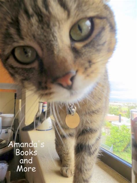 Funny Cat Faces And More ~ Amandas Books And More