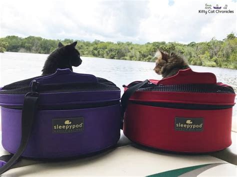 Adventure Cats Going Where No Cat Has Gone Before Catster