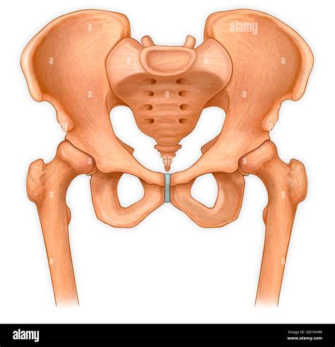 Normal Anterior View Of Pelvis With Hip Bones Stock Photo Alamy