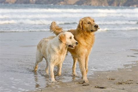 2 Happy Dogsgolden Retrievers Are Always Happy Dogs Golden