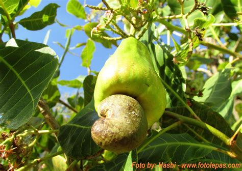 Net sediakan jambu kristal mutiara yang fresh serta berkwalitas tinggi. Paling Populer 60+ Gambar Bunga Jambu Air