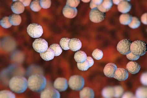 Streptococcus Pyogenes Group A Qpcr Assay Pcr Assays