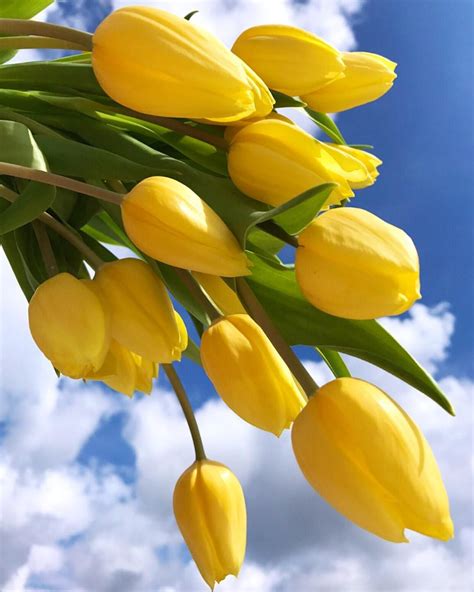 💛 🐰🐣🐰good Afternoon 💛 Tulips In The Skya Perfect Symbiosis 💛 Have A