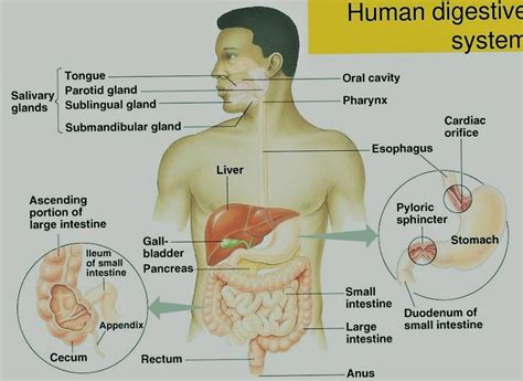 Which Is Not An Accessory Organ Of The Digestive System ~ Designpref