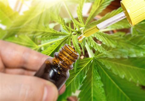 Medical patients swear by it. CBD Oil For Cancer