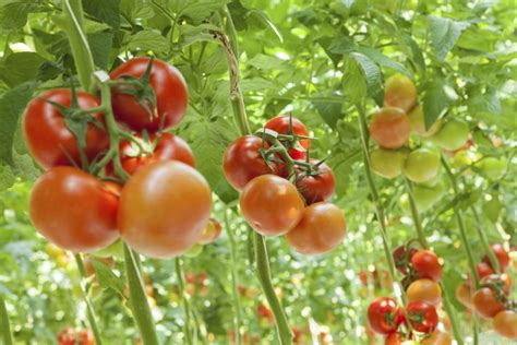 How To Grow Tomatoes In 5 Gallon Buckets Hunker