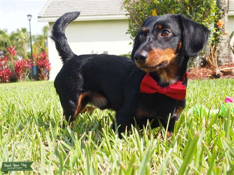 Stud Dog - Male mini dachshund, gorgeous mid-length coat and colors ...