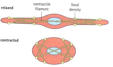 Smooth muscle is a type of tissue found in the walls of hollow organs, such as the intestines, uterus you can also find smooth muscle in the walls of passageways, including arteries and veins of de. Smooth muscle cells - The School of Biomedical Sciences Wiki