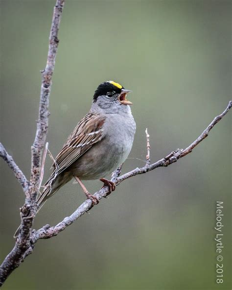 Golden Crowned Sparrow Zonotrichia Atricapilla Near Nome Flickr