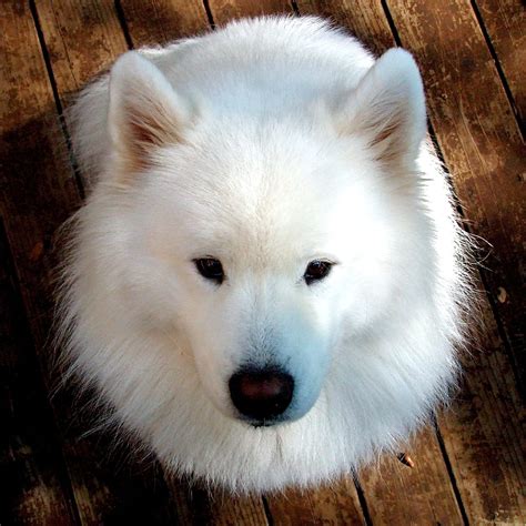 25 White Dog Breeds That Will Steal And Make A Meal Of Your Heart