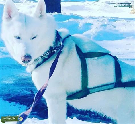 Champion Bloodline Akc Siberian Husky Sled Dog Stud Stud Dog In