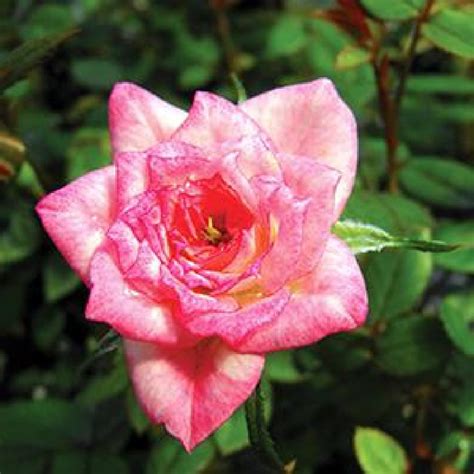 Baby Elizabeth Miniature Rose Bush Fragranthardy 25 Pot