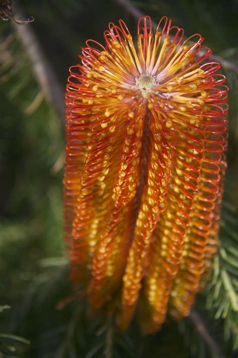 Fiori da appartamento nomi | le più comuni piante da appartamento con fiori, quelle conosciute da quasi tutti e che spesso sono possedute anche da coloro che non si definiscono grandi amanti del verde, sono lo spathifillum, l'anthurium, le violette africane, l'aphelandra, l'azalea. Fiori Neri Nomi / Pin auf Piante da Appartamento - Una ...
