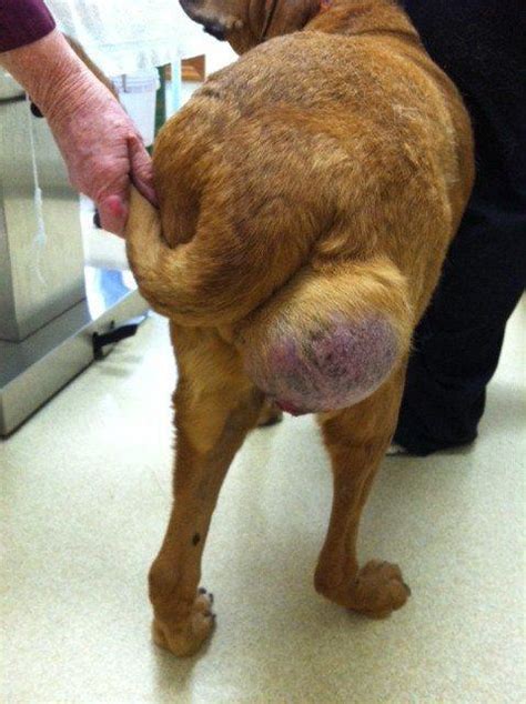 Draining Tumor On Dog Best Drain Photos Primagemorg