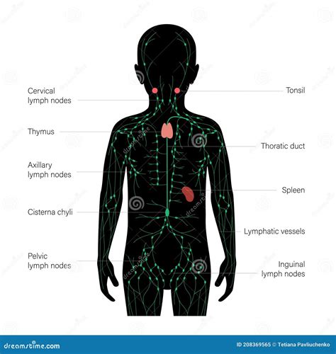 Lymphatic System Concept Stock Vector Illustration Of Node 208369565