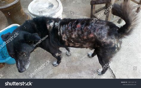 Closeupdogs Severe Skin Problems Leprosy Hair Stock Photo 1301124118