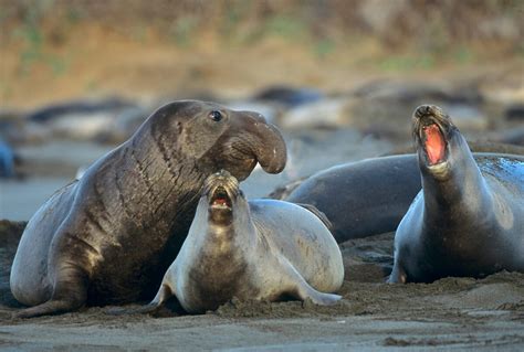 Северный морской слон: Ждун собственной персоной — Zoo — Животные Планеты