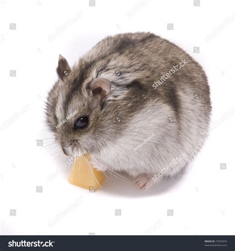 Little Dwarf Hamster Eating Cheese Stock Photo 27054076 Shutterstock