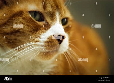 Midas The Orange Tabby Cat Gazing At The World Stock Photo Alamy