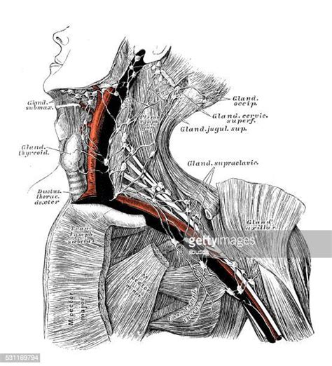 Anatomy Of The Armpit