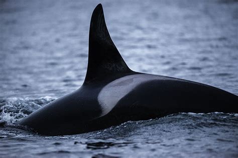 Killer Whale Orca Facts