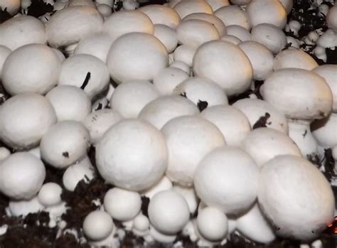 9 best mushroom growing kits 【reviews and guide】