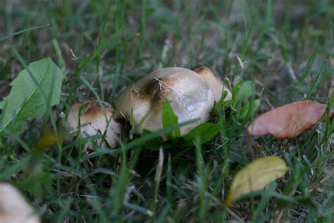 Psilocybe Weilii These Poisonous Mushrooms Are Only