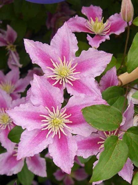 'piilu' is a fantastic early large flowering variety providing stunning blowsy blooms our nursery has been supplying container grown and bareroot hedging plants to gardeners. Clematis viticella 'Piilu' / Waldrebe 'Piilu' günstig kaufen