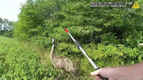 Watch Runaway Emu Captured After Leading Ohio Police On Emusing Foot