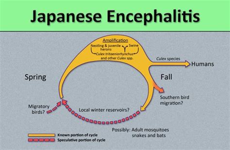Japanese Encephalitis Pathophysiology Wikidoc