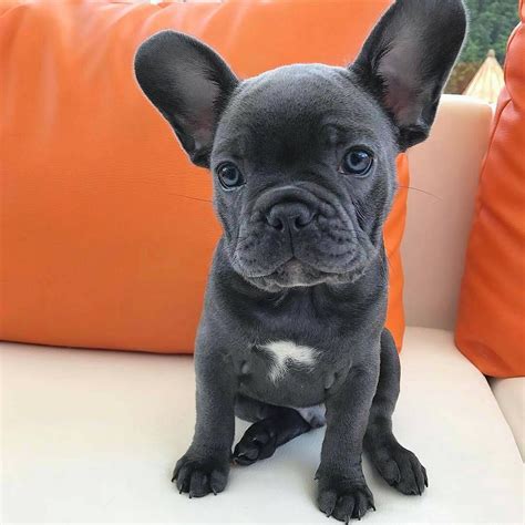 Frenchie breeders that have the best interest of the breed at heart are heavily involved with the breed. That nuggy | Blue french bulldog puppies, Bulldog puppies ...