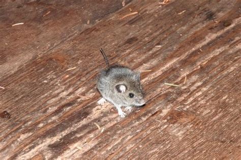 くないよいつか日が昇るまで 二人でいよう 君にしか見えない 何かを見つめる君が嫌いだ 見惚れてい. ネズミが原因で火事に!？ネズミがもたらす被害と対策法を ...