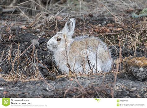 Snowshoe Hare In Alaska Stock Photo Image Of Hind Hare 116677398
