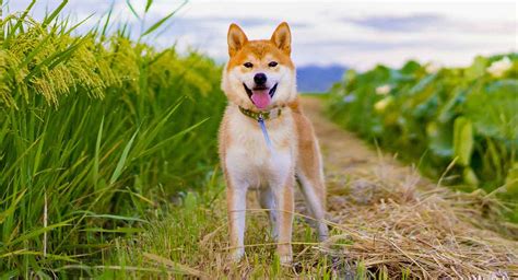 Fox Dog Discover The Dog Breeds That Look Just Like Foxes