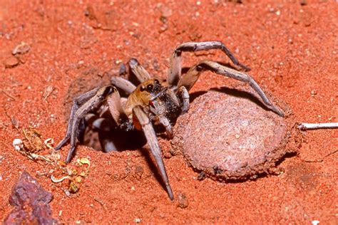 Red T S Tarantula T Real I C 099 Giocopulitoit