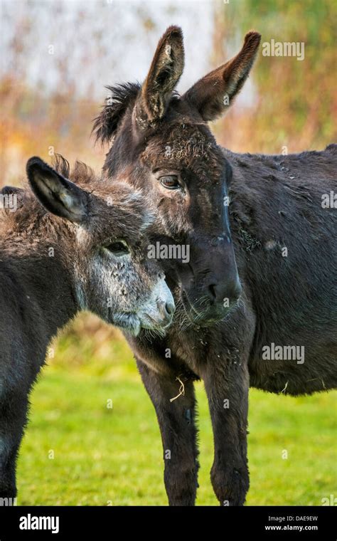Domestic Donkey Equus Asinus F Asinus Foal And Mother Caressing In