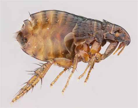 Insect Image Of The Week The Cat Flea Ctenocephalides Felis