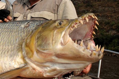 The Stuff Of Nightmares Everything To Know About The Goliath Tigerfish