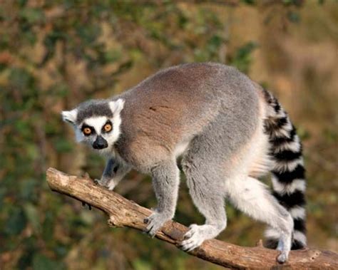 Lemur Description Types Diet And Facts