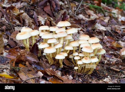 Agaricales Schwefelkoepfe Strophariaceae Mushrooms Stock Photo Alamy