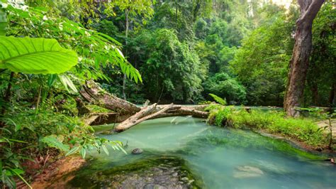 Tropical Landscape Blue River In The Jungle Fallen Wood