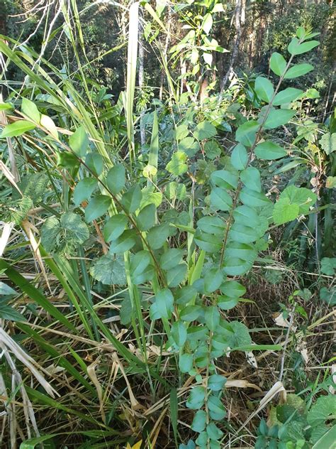 Weed Of The Month Sept 2021 Privet Protection Of The Natural