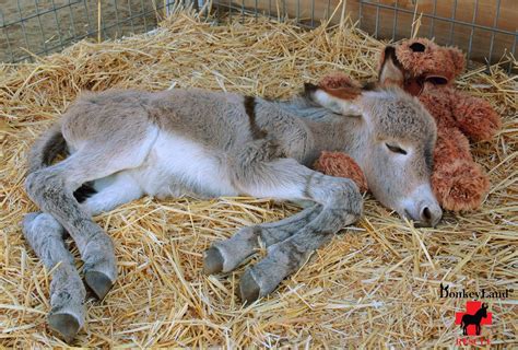 Pin By Gerry Kuehner On Donkeys Cute Donkey Baby Animals Funny Animals