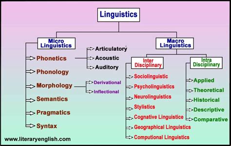Branches Of Linguistics Micro Vs Macro Linguistics Literary English