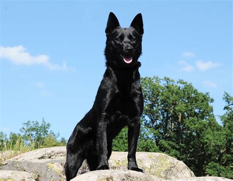 Norwegian Elkhound Black Nordic Kennel Union