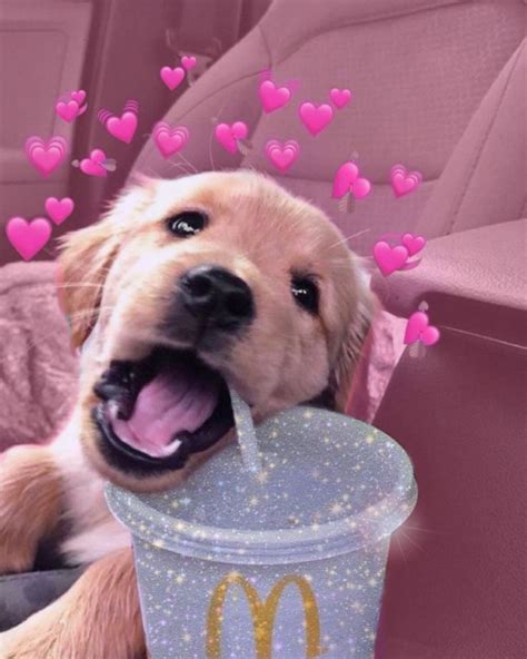 Im So Proud Of This Edit💕 Cute Puppy Pink Aesthetic Sparkle Golden
