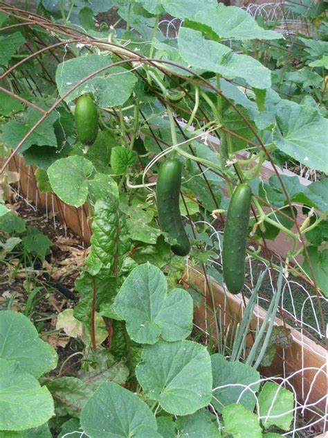 Great Idea For A Raised Bed Trellis For Cucumbers