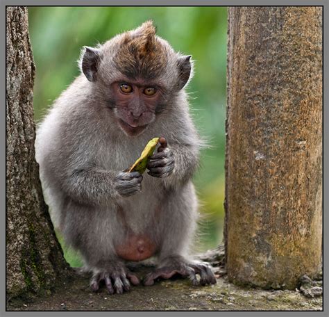 Banco De Imágenes Gratis Fotografías De Changos Monos Simios Y Primates